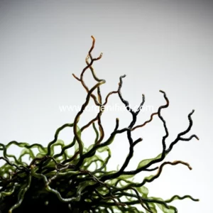 Read more about the article Kelsun Fiber : Seaweed Reinvented  Textile World